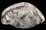 Polished Crazy Lace Agate - Mexico #114384-2